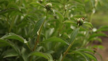 sıkı tomurcukları pions üzerinde oturan yaban arısı