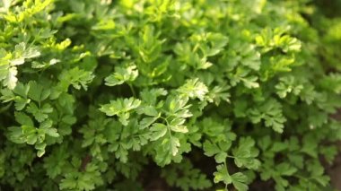 Yeşil maydanoz ile yatak. Rüzgarda makaralama.