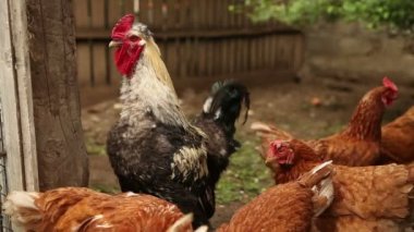 Padok horoz yürüyüş.