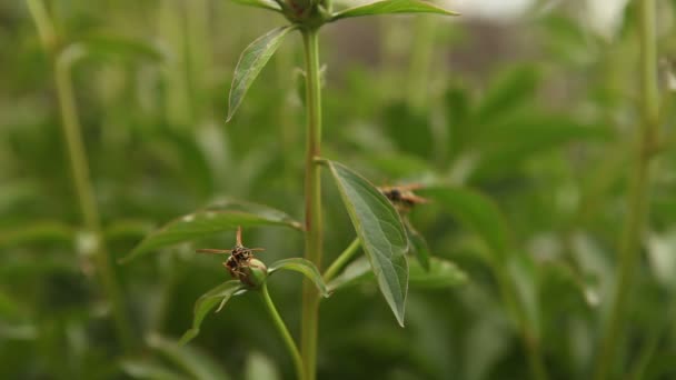 Avispa sentado en el apretado brotes pions — Vídeos de Stock