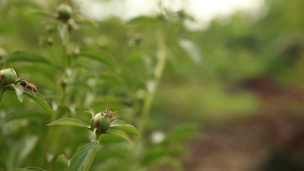 Wasp zittend op de strakke toppen pionen — Stockvideo