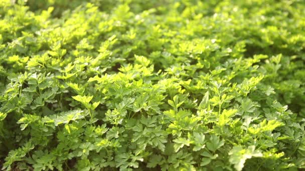 Cama con perejil verde. Reeling en el viento . — Vídeo de stock