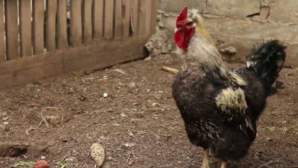 Promenade du coq dans le paddock . — Video