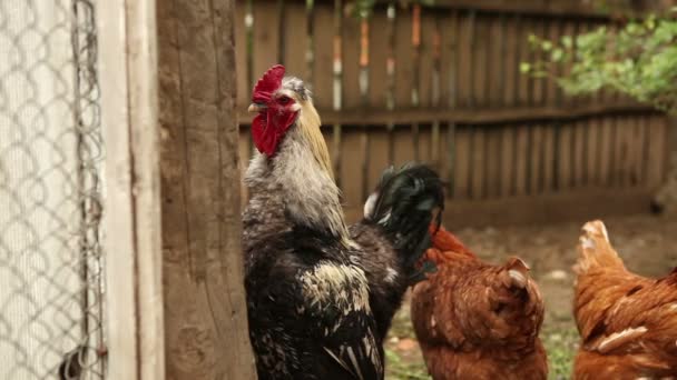 Haan wandeling in de paddock. — Stockvideo