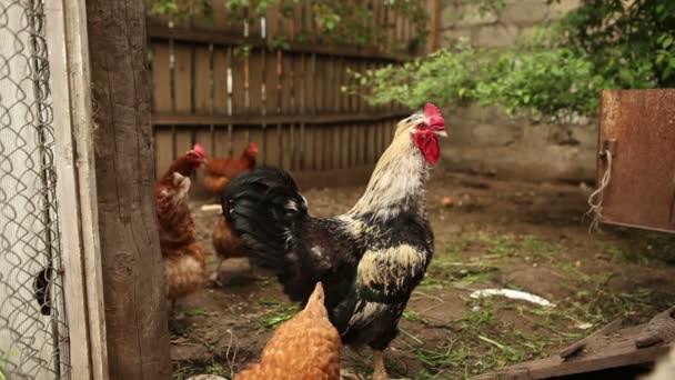 Promenade du coq dans le paddock .