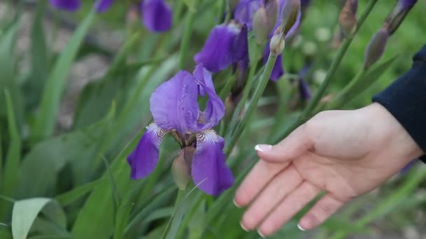 Girl fotografering blommande Iris telefon. Händerna närbild. — Stockvideo