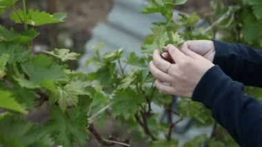 kadın genç yaprak incelenmesi. Eller yakın çekim