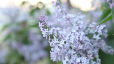 Lila bush rüzgarda makaralama çiçeklenme.