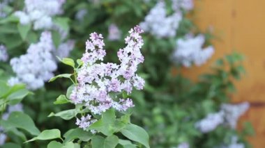 Lila bush rüzgarda makaralama çiçeklenme.