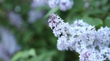 Lila bush rüzgarda makaralama çiçeklenme.