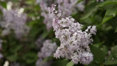 Lila bush rüzgarda makaralama çiçeklenme.
