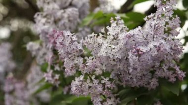 Lila bush rüzgarda makaralama çiçeklenme.