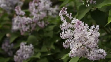 Lila bush rüzgarda makaralama çiçeklenme.
