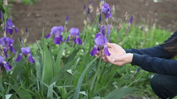 Fille photographiant iris floraison téléphone. Gros plan des mains . — Video