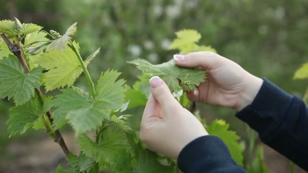 Женщина осматривает молодые виноградные листья. Руки крупным планом — стоковое видео