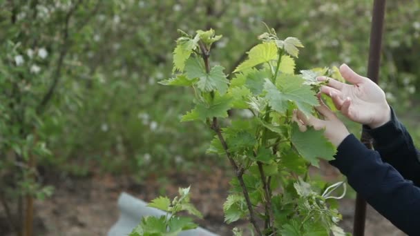 Kvinna undersöka ung druva blad. Händerna närbild — Stockvideo