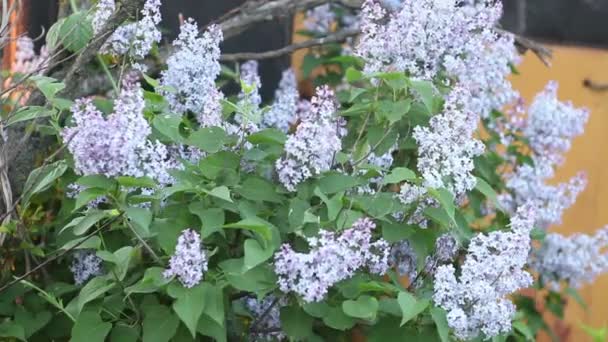 Floração arbusto lilás cambaleando no vento . — Vídeo de Stock