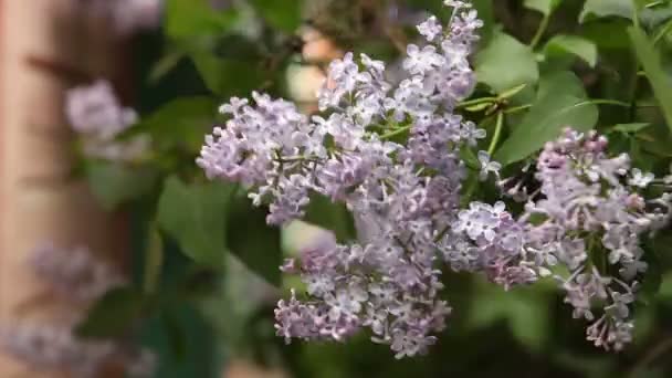 Blommande lila bush upprullning i vinden. — Stockvideo