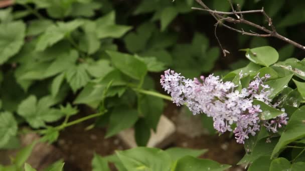 Bloeiende lila bush afgehaspeld in de wind. — Stockvideo