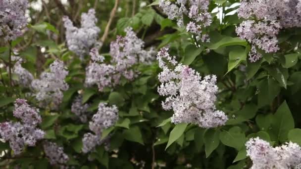 Floraison lilas buisson bobinage dans le vent . — Video