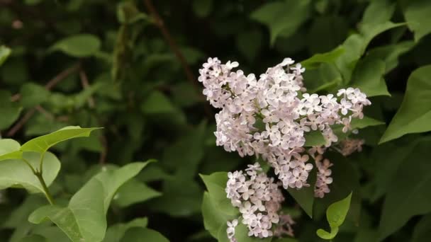 Floreciente arbusto lila tambaleándose en el viento . — Vídeo de stock