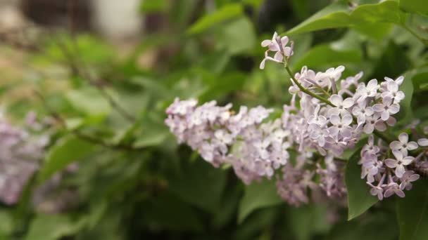 Floraison lilas buisson bobinage dans le vent . — Video