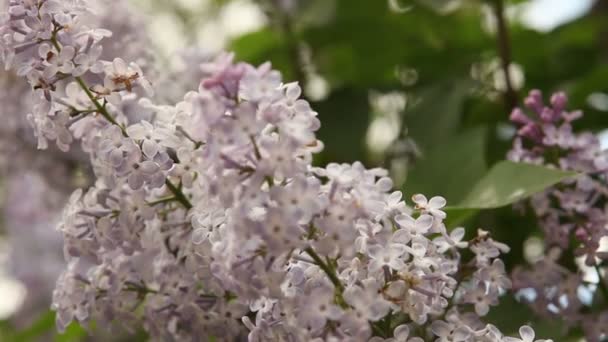 Floreciente arbusto lila tambaleándose en el viento . — Vídeos de Stock