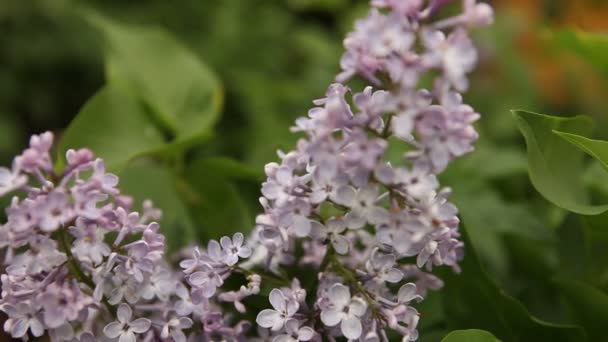 Floraison lilas buisson bobinage dans le vent . — Video