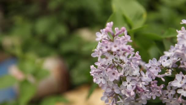 Bloeiende lila bush afgehaspeld in de wind. — Stockvideo