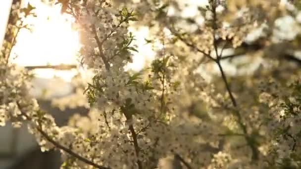 Árvore de cereja floração balançando no vento ao pôr do sol . — Vídeo de Stock