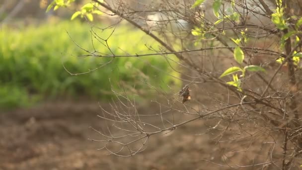 Dévidage de buisson sec dans le vent . — Video