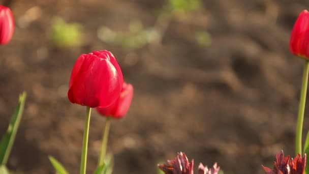 Bloemenbed met rode tulpen. — Stockvideo