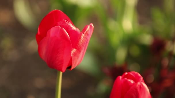 Bloemenbed met rode tulpen. — Stockvideo