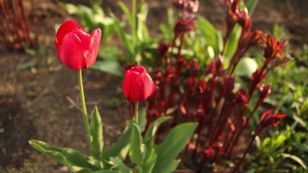 Bloemenbed met rode tulpen. — Stockvideo