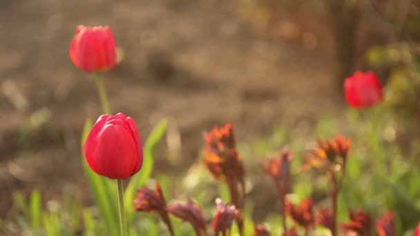 Цветочная кровать с красными тюльпанами. — стоковое видео
