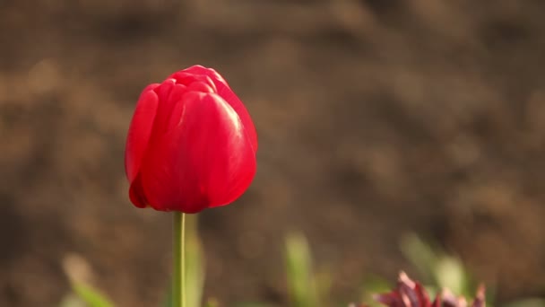 Клумба з червоними тюльпанами . — стокове відео