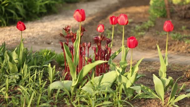 Cama de flores com tulipas vermelhas. — Vídeo de Stock
