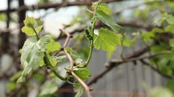 Brota joven influencia de la uva en el viento . — Vídeo de stock