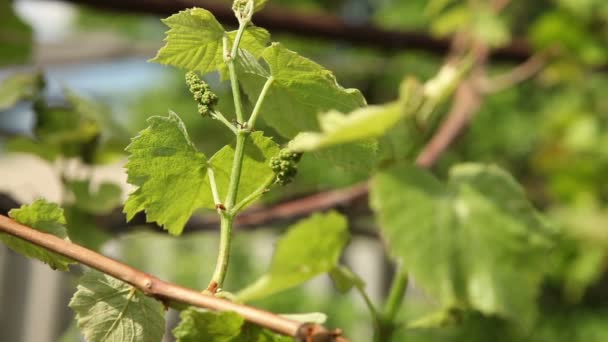 Kiełki młodych winogron kołysać się na wietrze. — Wideo stockowe