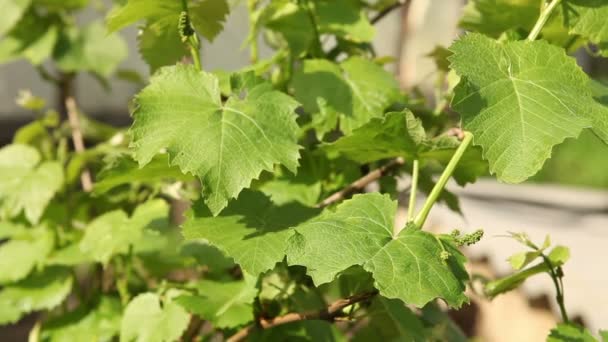 Sprouts young grape sway in the wind. — Stock Video