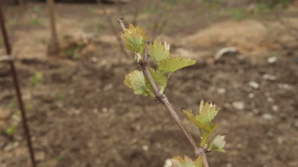 Germogli di uva giovane ondeggiano nel vento . — Video Stock