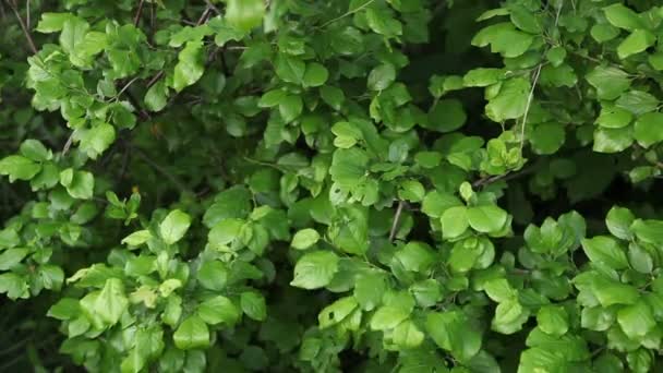 Wild apple bushes swaying in the wind — Stock Video