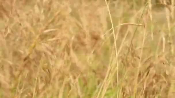 Césped cubierto balanceándose en el viento. Semillas de hierba de trigo — Vídeos de Stock