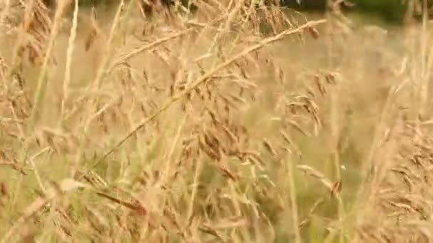 Zugewachsenes Gras wiegt sich im Wind. Samen von Weizengras — Stockvideo