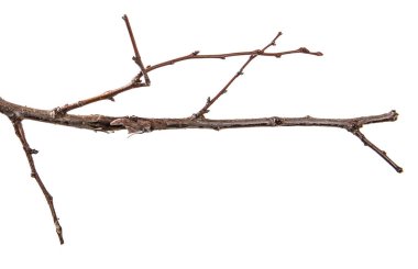 kuru kayısı ağacı dalı. beyaz arkaplanda izole