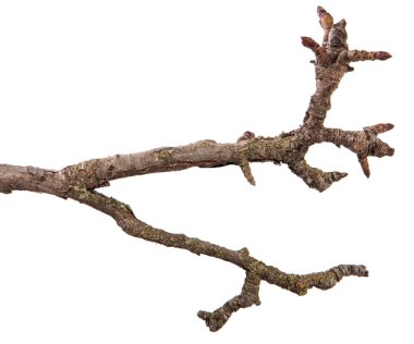 Kırık kabuklu kuru armut dalı. beyaz arkaplanda izole