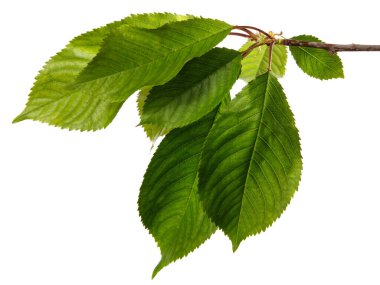 Beyaz arka planda yeşil yapraklı kiraz dalı