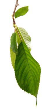 Beyaz arka planda yeşil yapraklı kiraz dalı