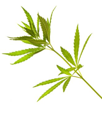 Beyaz arkaplanda yeşil kenevir yaprakları