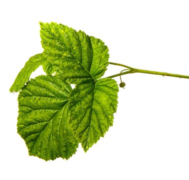 Beyaz arka planda ahududu çalısı yeşil filiz